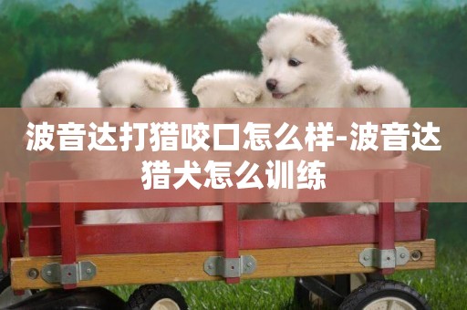 波音達打獵咬口怎么樣-波音達獵犬怎么訓練