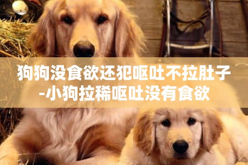 狗狗沒食欲還犯嘔吐不拉肚子-小狗拉稀嘔吐沒有食欲