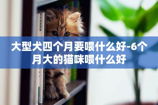 大型犬四個月要喂什么好-6個月大的貓咪喂什么好