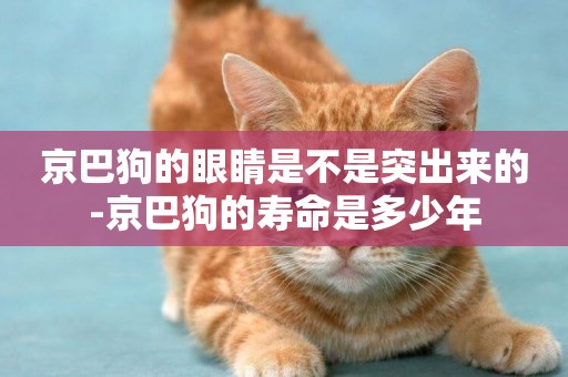 京巴狗的眼睛是不是突出來的-京巴狗的壽命是多少年