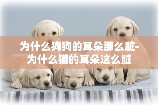 為什么狗狗的耳朵那么臟-為什么貓的耳朵這么臟
