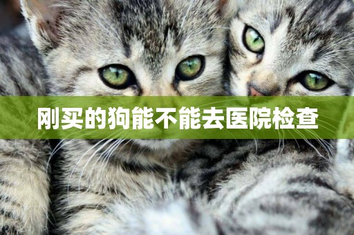 剛買的狗能不能去醫院檢查