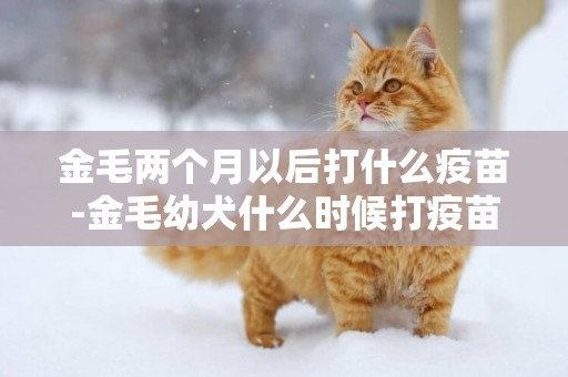 金毛兩個月以后打什么疫苗-金毛幼犬什么時候打疫苗比較合適