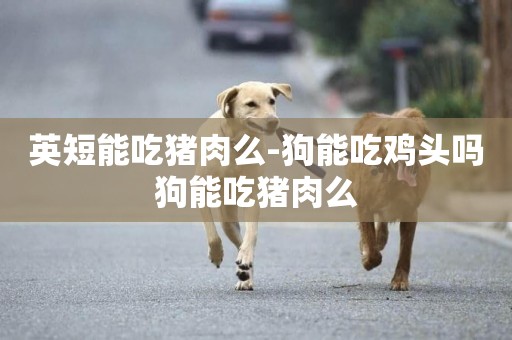 英短能吃豬肉么-狗能吃雞頭嗎狗能吃豬肉么