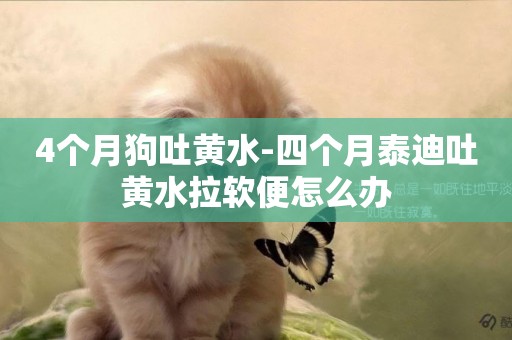 4個月狗吐黃水-四個月泰迪吐黃水拉軟便怎么辦