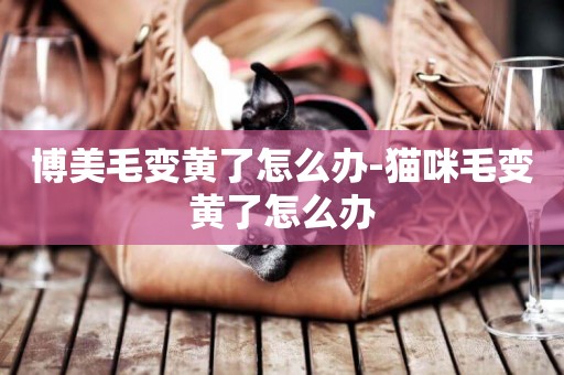 博美毛變黃了怎么辦-貓咪毛變黃了怎么辦