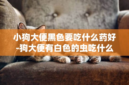小狗大便黑色要吃什么藥好-狗大便有白色的蟲吃什么藥