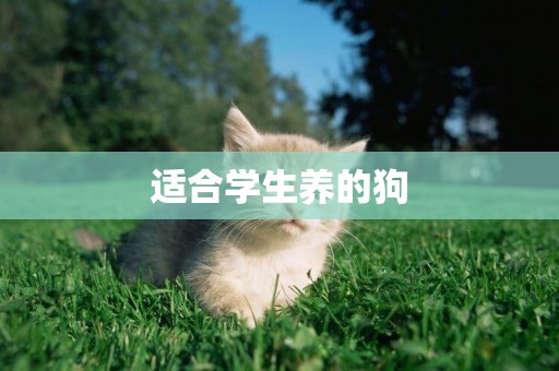 適合學生養的狗