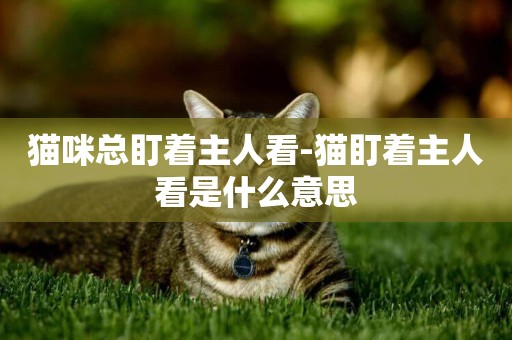 貓咪總盯著主人看-貓盯著主人看是什么意思
