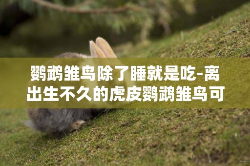 鸚鵡雛鳥除了睡就是吃-離出生不久的虎皮鸚鵡雛鳥可以自己吃東西嗎