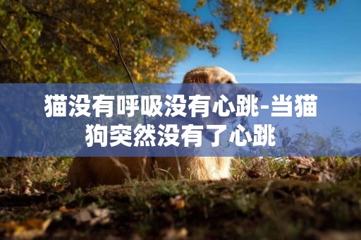 貓沒有呼吸沒有心跳-當貓狗突然沒有了心跳