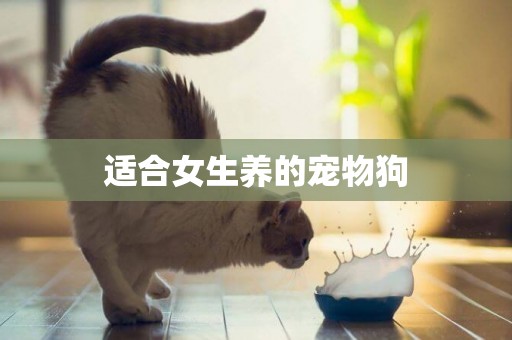適合女生養的寵物狗