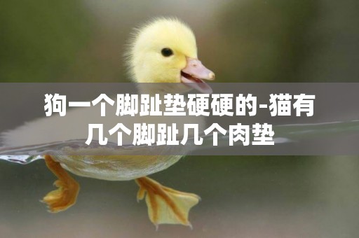 狗一個腳趾墊硬硬的-貓有幾個腳趾幾個肉墊