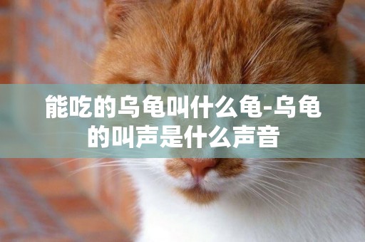 能吃的烏龜叫什么龜-烏龜的叫聲是什么聲音