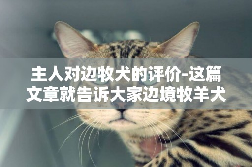 主人對邊牧犬的評價-這篇文章就告訴大家邊境牧羊犬的價格