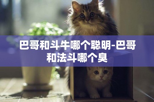巴哥和斗牛哪個聰明-巴哥和法斗哪個臭