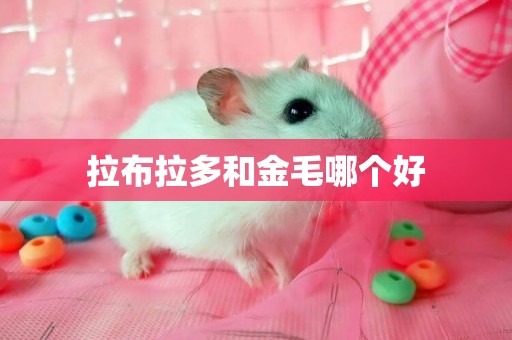 拉布拉多和金毛哪個好