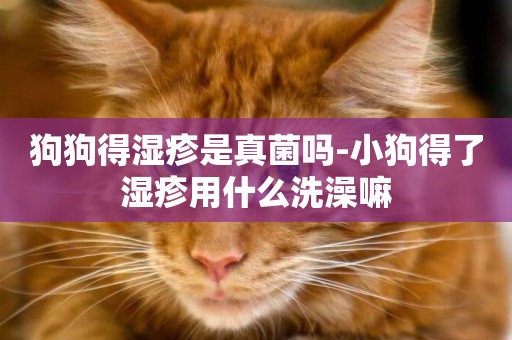 狗狗得濕疹是真菌嗎-小狗得了濕疹用什么洗澡嘛