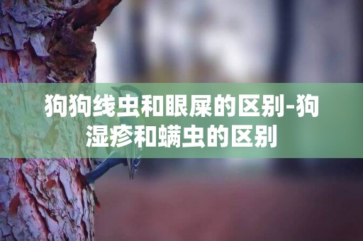 狗狗線蟲和眼屎的區別-狗濕疹和螨蟲的區別