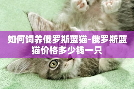 如何飼養俄羅斯藍貓-俄羅斯藍貓價格多少錢一只