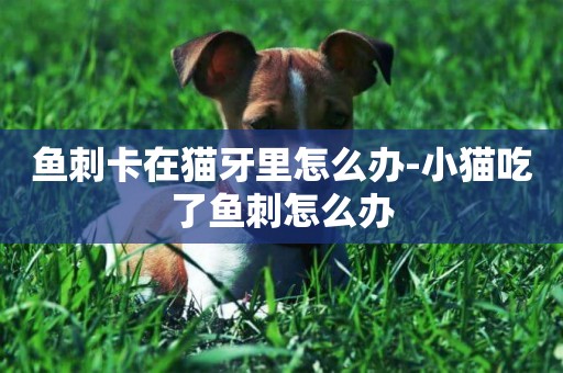 魚刺卡在貓牙里怎么辦-小貓吃了魚刺怎么辦