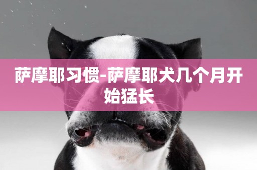薩摩耶習慣-薩摩耶犬幾個月開始猛長