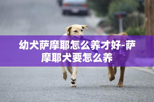 幼犬薩摩耶怎么養才好-薩摩耶犬要怎么養