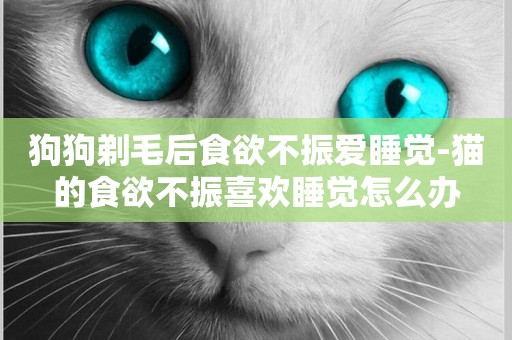 狗狗剃毛后食欲不振愛睡覺-貓的食欲不振喜歡睡覺怎么辦