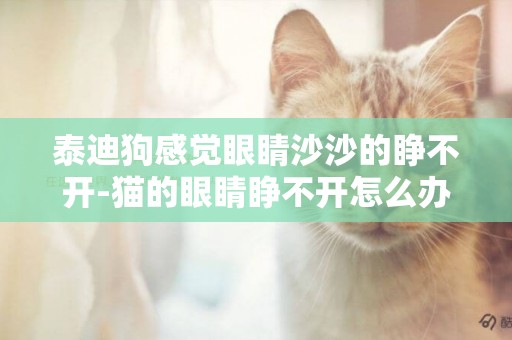 泰迪狗感覺眼睛沙沙的睜不開-貓的眼睛睜不開怎么辦