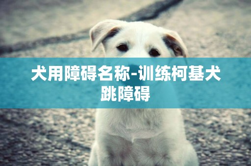 犬用障礙名稱-訓練柯基犬跳障礙