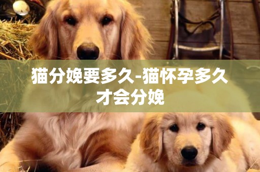 貓分娩要多久-貓懷孕多久才會分娩