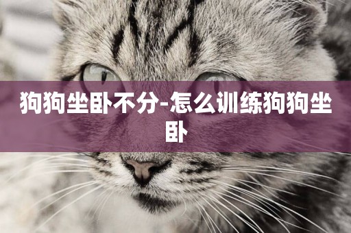 狗狗坐臥不分-怎么訓練狗狗坐臥