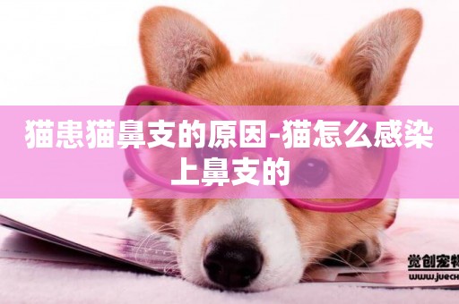 貓患貓鼻支的原因-貓怎么感染上鼻支的