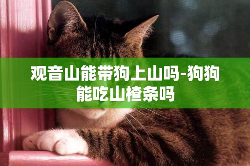 觀音山能帶狗上山嗎-狗狗能吃山楂條嗎