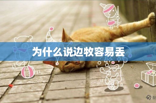 為什么說邊牧容易丟
