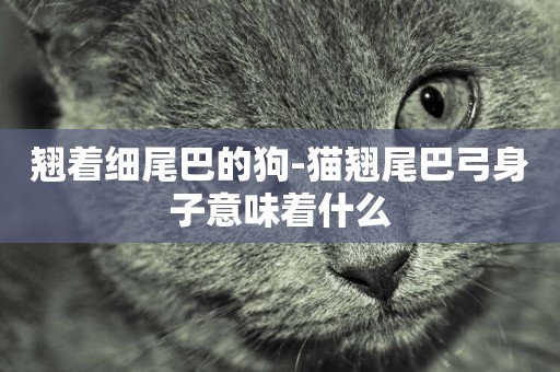 翹著細尾巴的狗-貓翹尾巴弓身子意味著什么