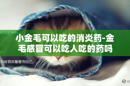 小金毛可以吃的消炎藥-金毛感冒可以吃人吃的藥嗎