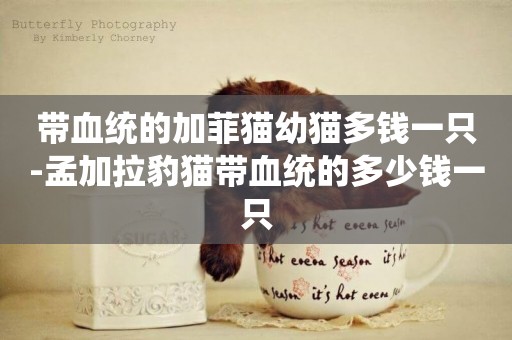 帶血統的加菲貓幼貓多錢一只-孟加拉豹貓帶血統的多少錢一只