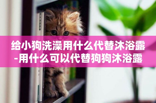 給小狗洗澡用什么代替沐浴露-用什么可以代替狗狗沐浴露