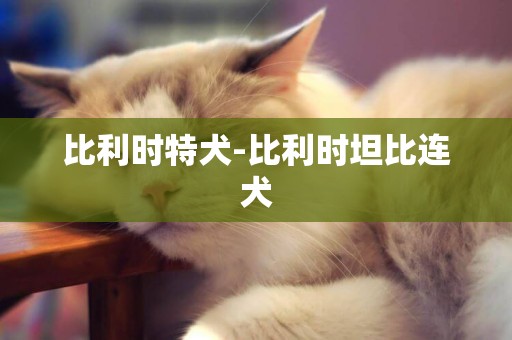 比利時特犬-比利時坦比連犬