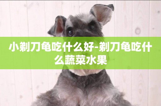小剃刀龜吃什么好-剃刀龜吃什么蔬菜水果