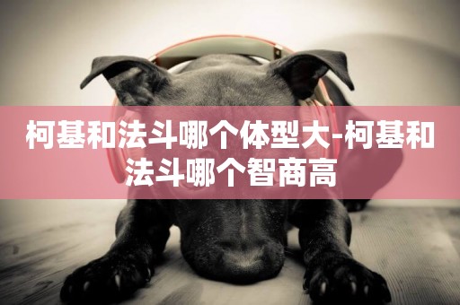 柯基和法斗哪個體型大-柯基和法斗哪個智商高