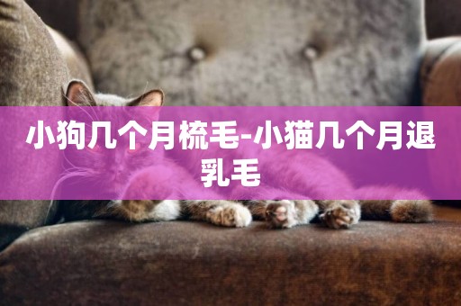 小狗幾個月梳毛-小貓幾個月退乳毛