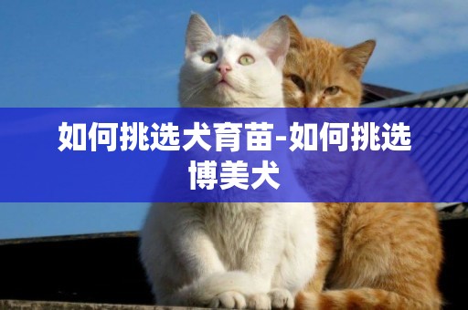 如何挑選犬育苗-如何挑選博美犬