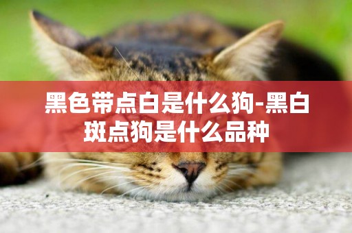 黑色帶點白是什么狗-黑白斑點狗是什么品種