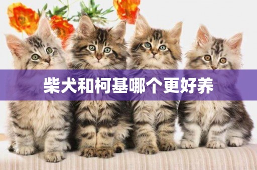 柴犬和柯基哪個更好養