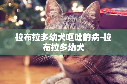 拉布拉多幼犬嘔吐的病-拉布拉多幼犬