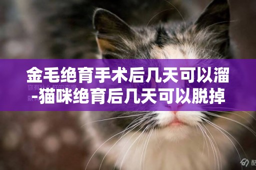 金毛絕育手術后幾天可以溜-貓咪絕育后幾天可以脫掉手術衣