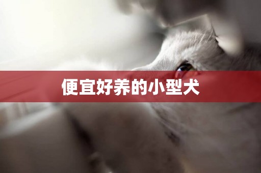 便宜好養的小型犬