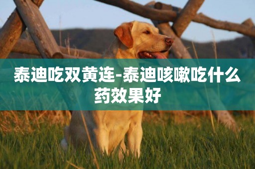 泰迪吃雙黃連-泰迪咳嗽吃什么藥效果好